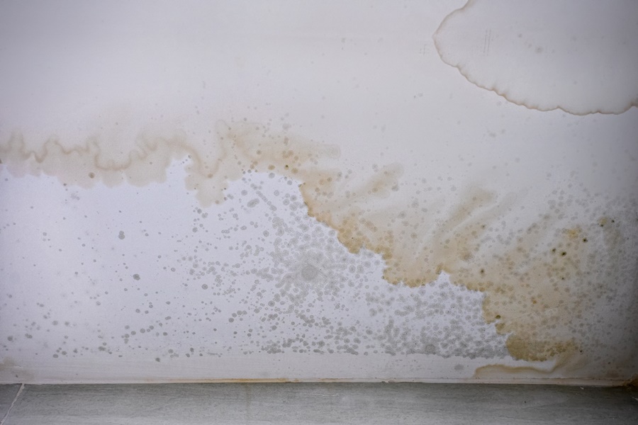 Humedad y moho visibles en la pared de una vivienda. Consecuencia común que demuestra por qué es malo tender la ropa dentro de casa sin medidas preventivas.